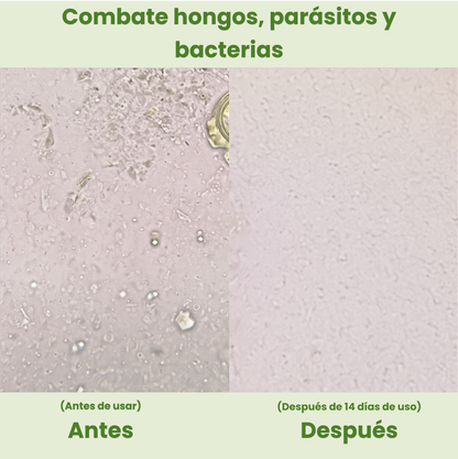 Olea | Aceite de Orégano y Comino Negro